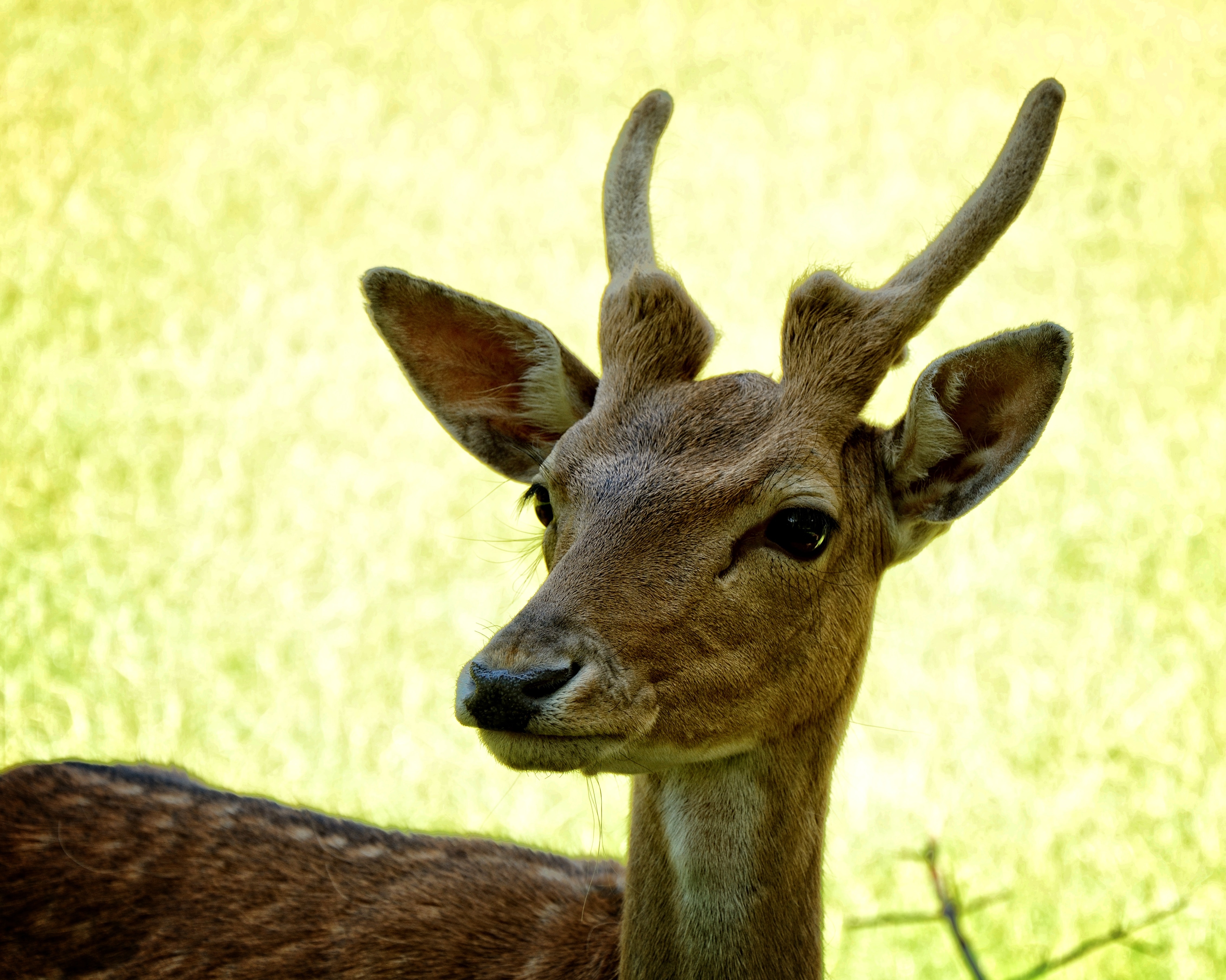 close up photograph of brown reindeer