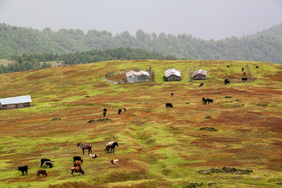brown and green grass field with herd of horse during daytime preview
