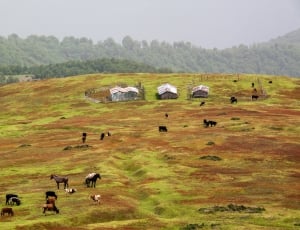 brown and green grass field with herd of horse during daytime thumbnail