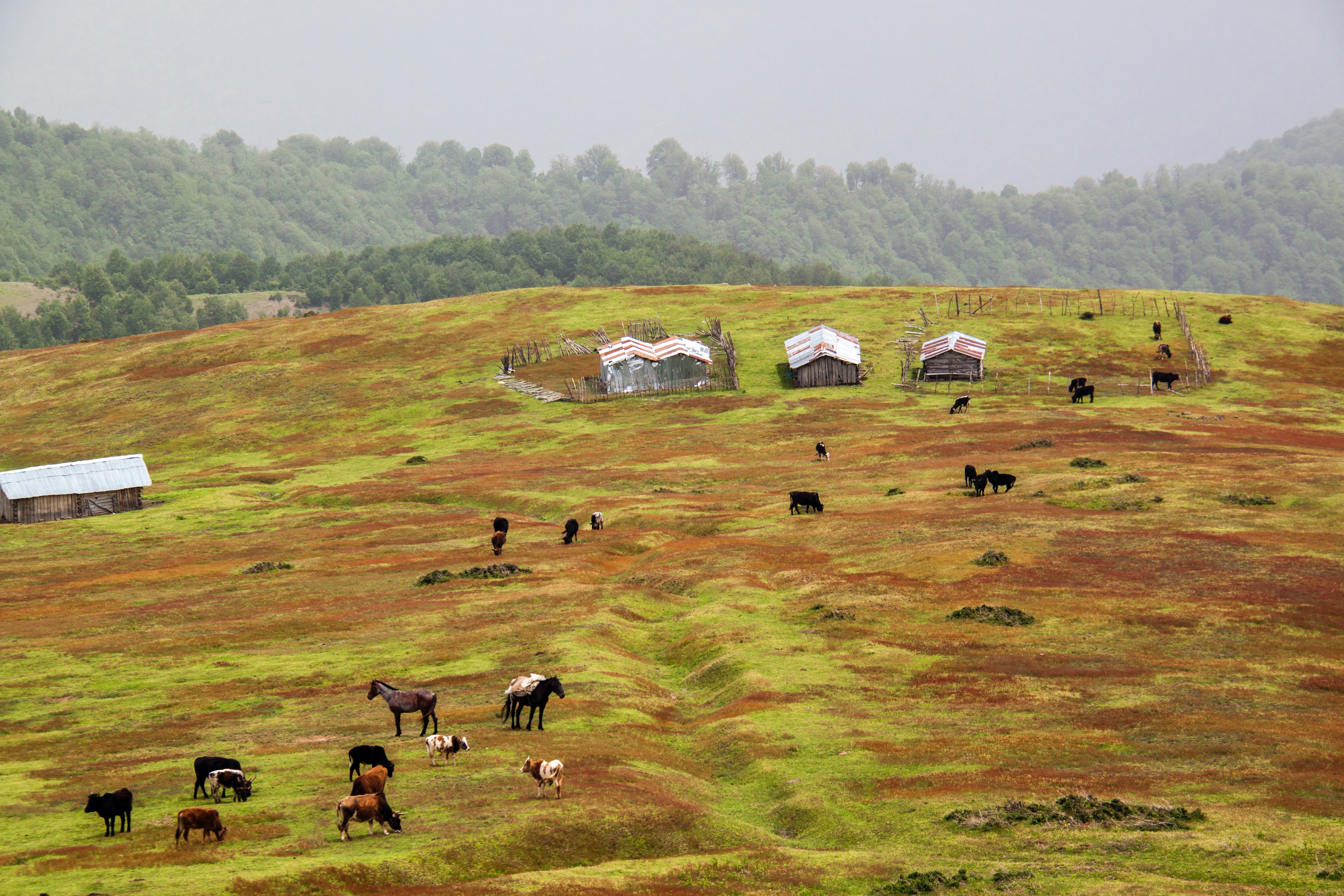 brown and green grass field with herd of horse during daytime