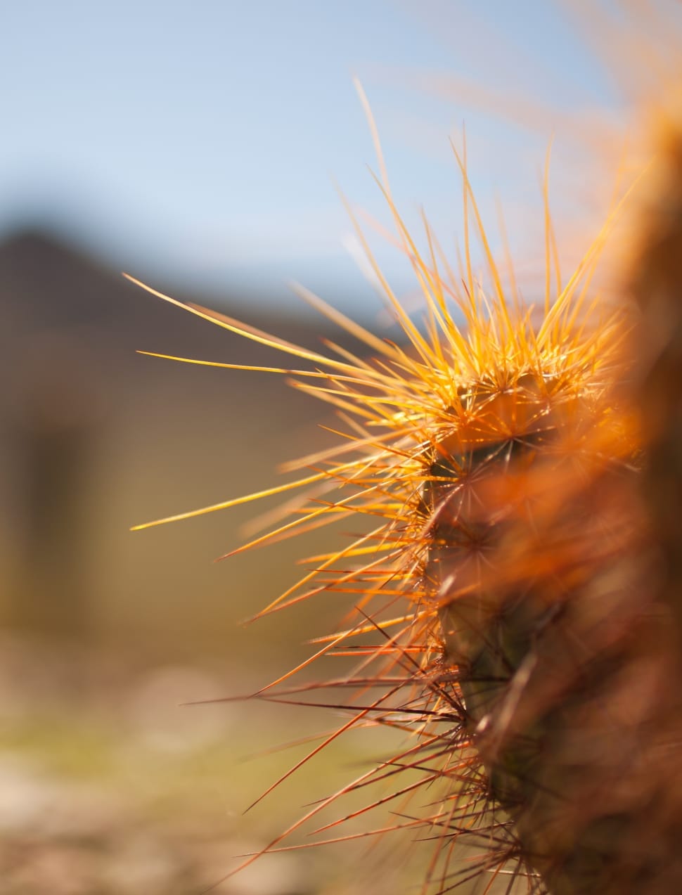 orange cactus preview