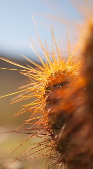 orange cactus thumbnail