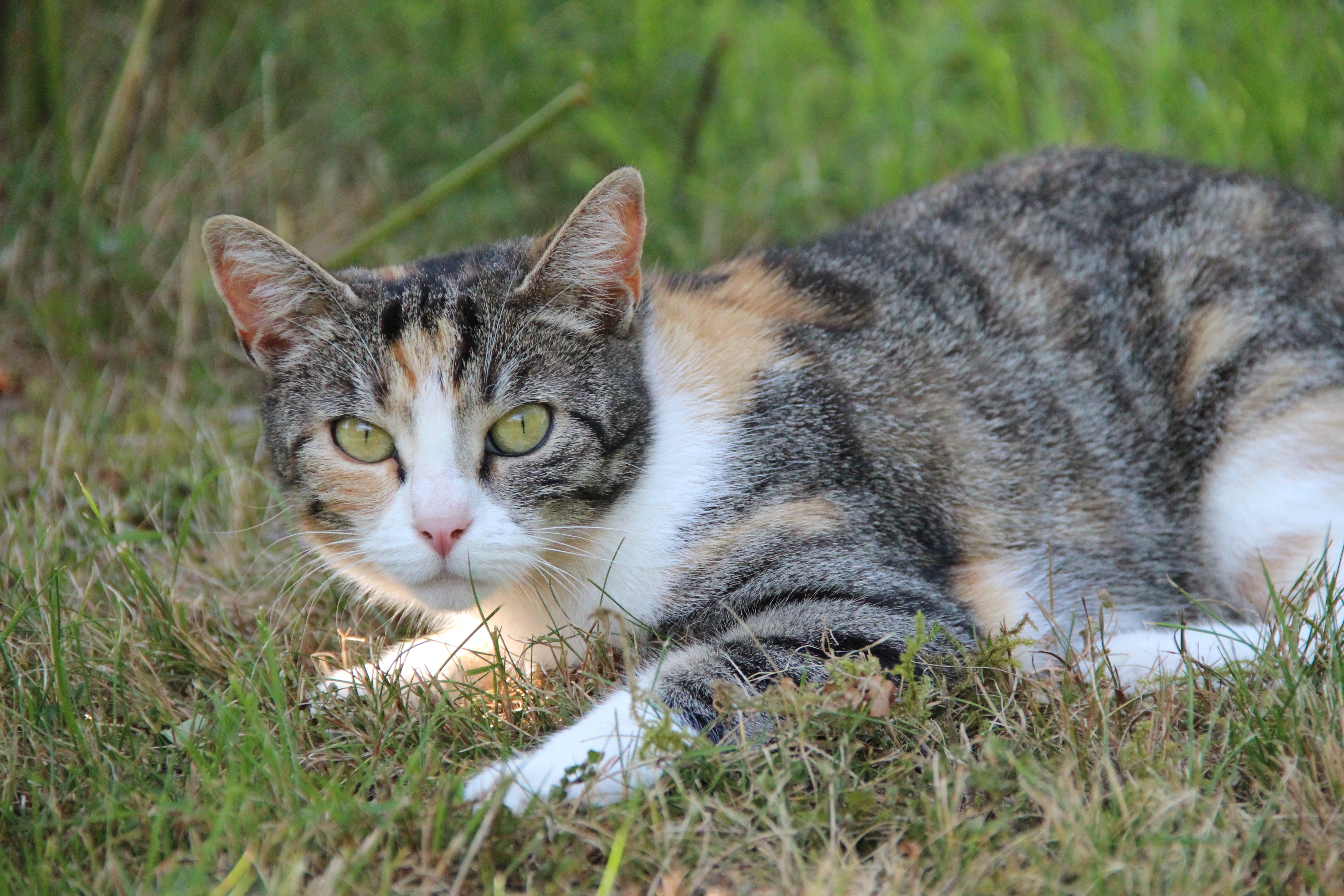 Пестрый кот. Европейская короткошерстная кошка. Кошка европейская короткошерстная серая полосатая. Полосатый кот беспородный. Европейская короткошерстная кошка трехцветная.