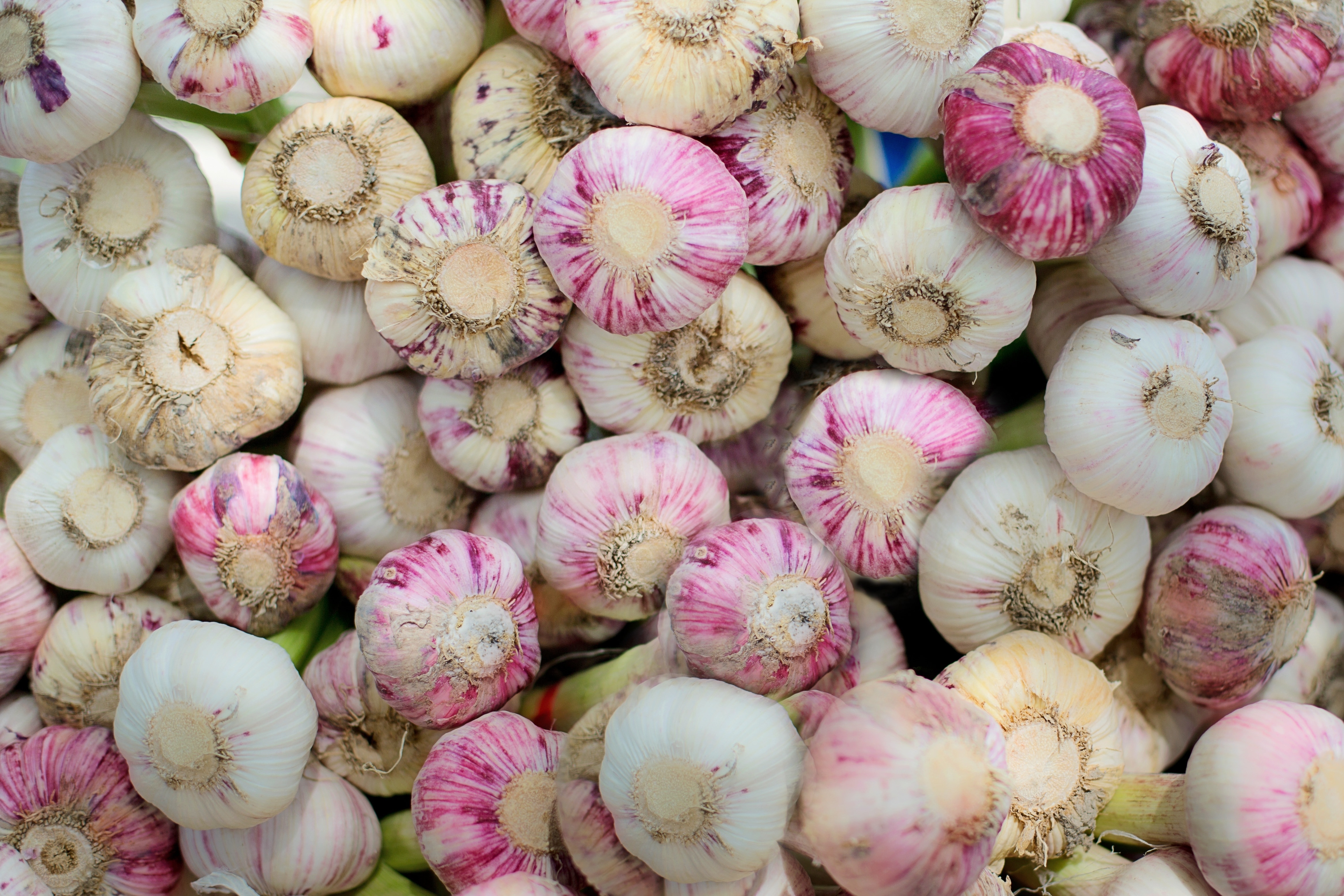 white and purple garlic lot