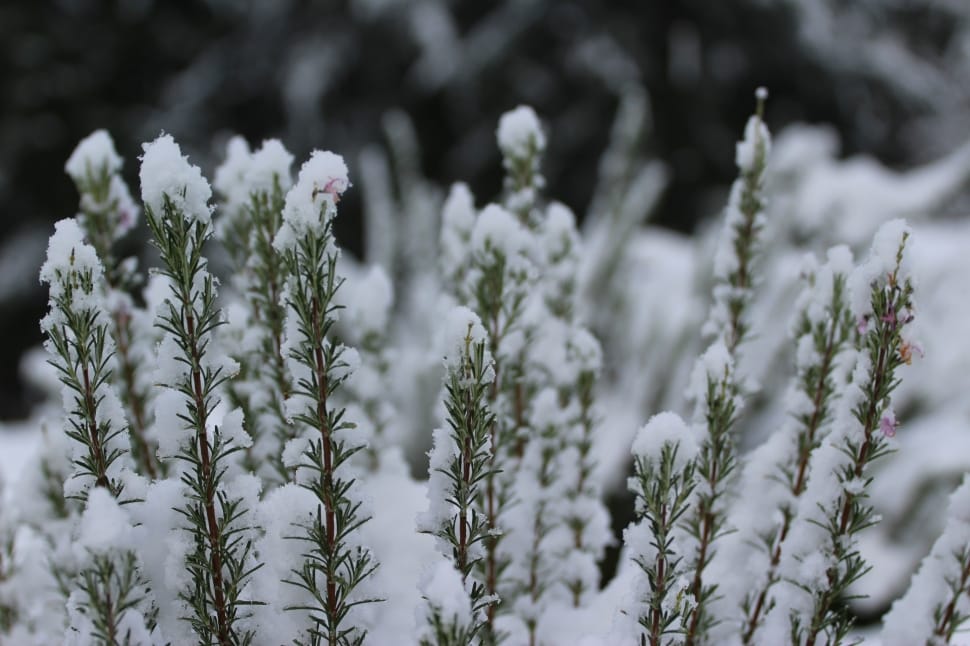 green plant with snow preview