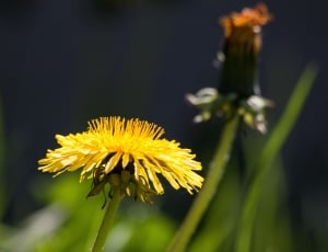 Flower, Dandelion, Common Dandelion, flower, yellow thumbnail