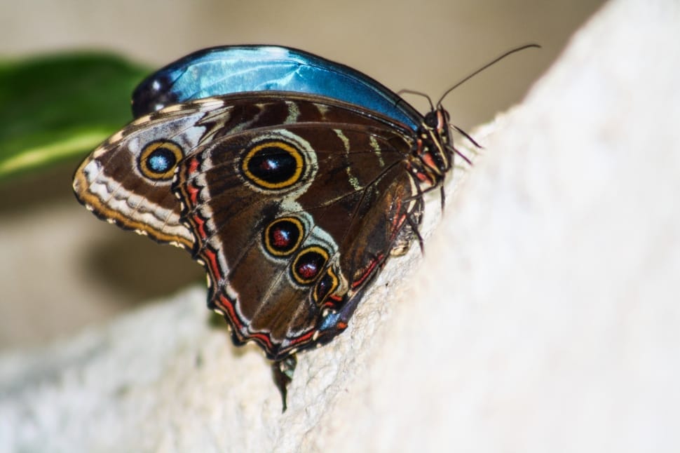 Butterfly, Close, one animal, animal wildlife preview