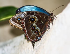 Butterfly, Close, one animal, animal wildlife thumbnail