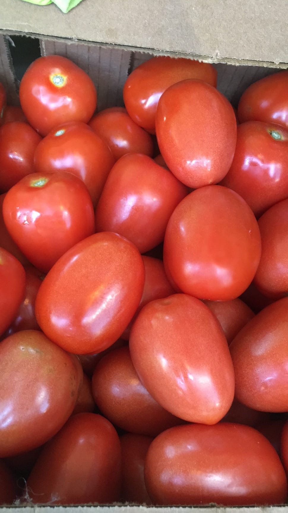 red tomato lot preview