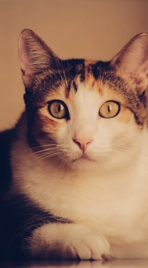close up of brown tabby cat thumbnail