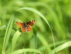 high brown fritilliary butterfly thumbnail