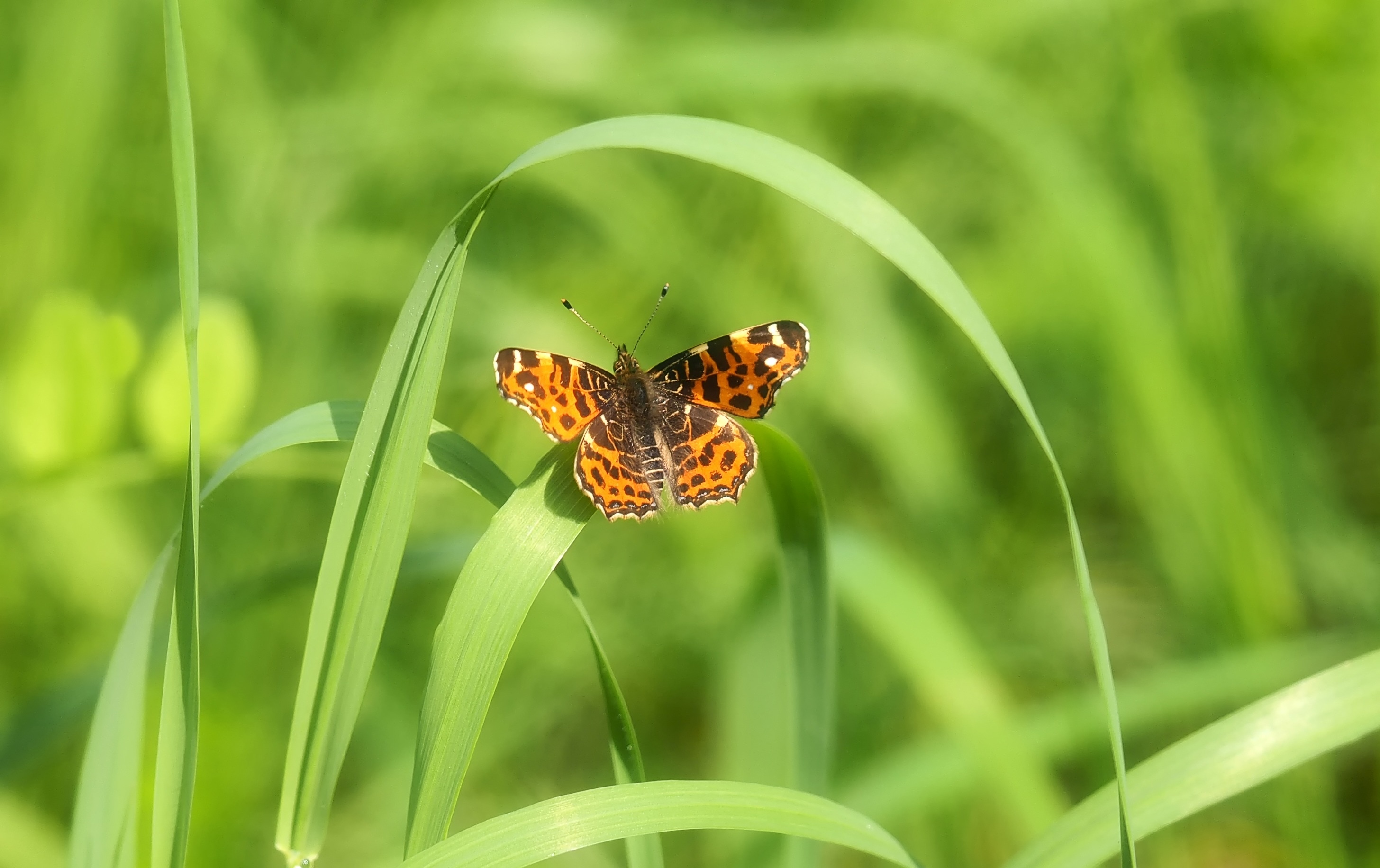 high brown fritilliary butterfly