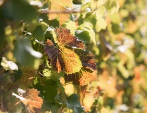 grapevine in selective focus photography thumbnail