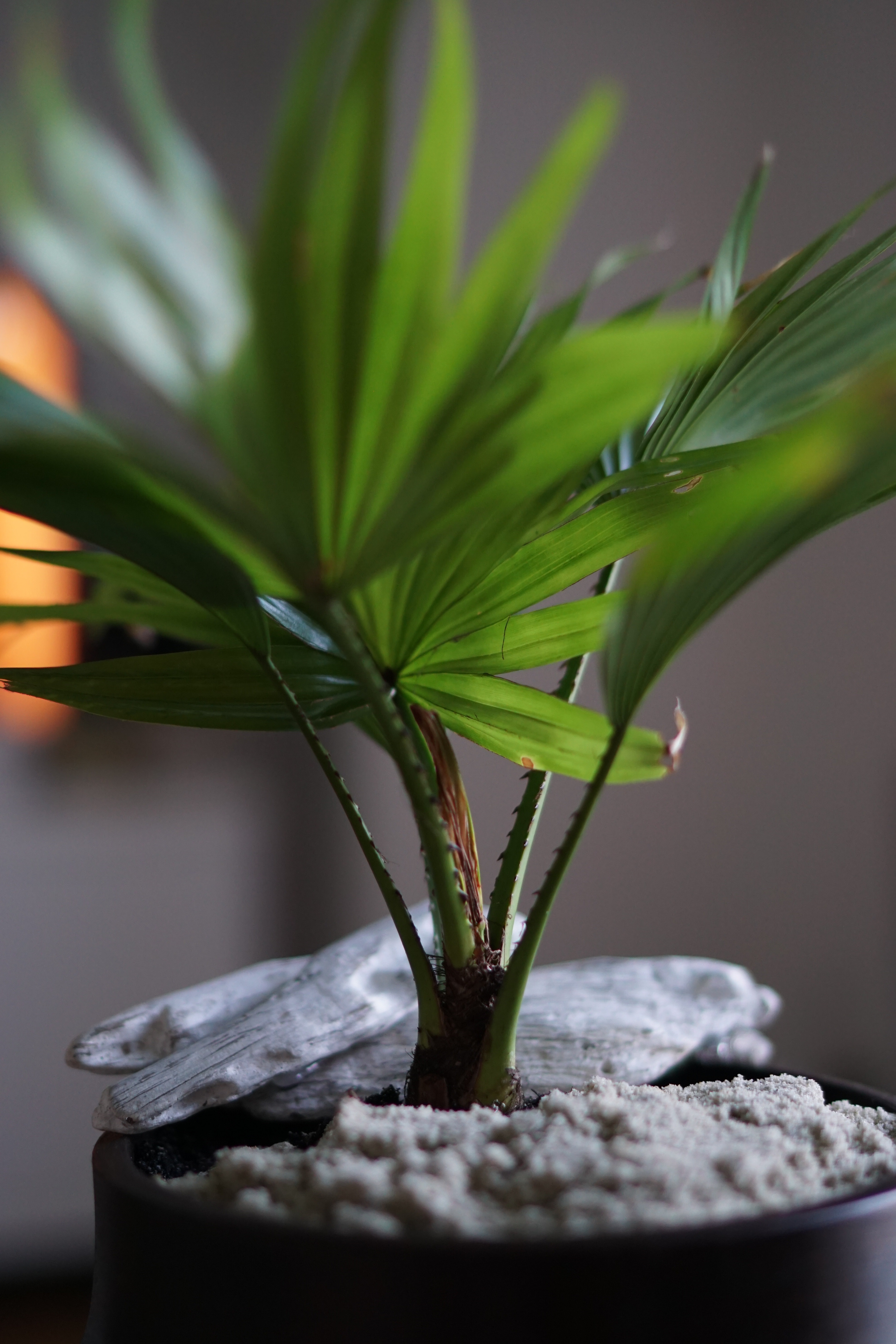 green leaf plant