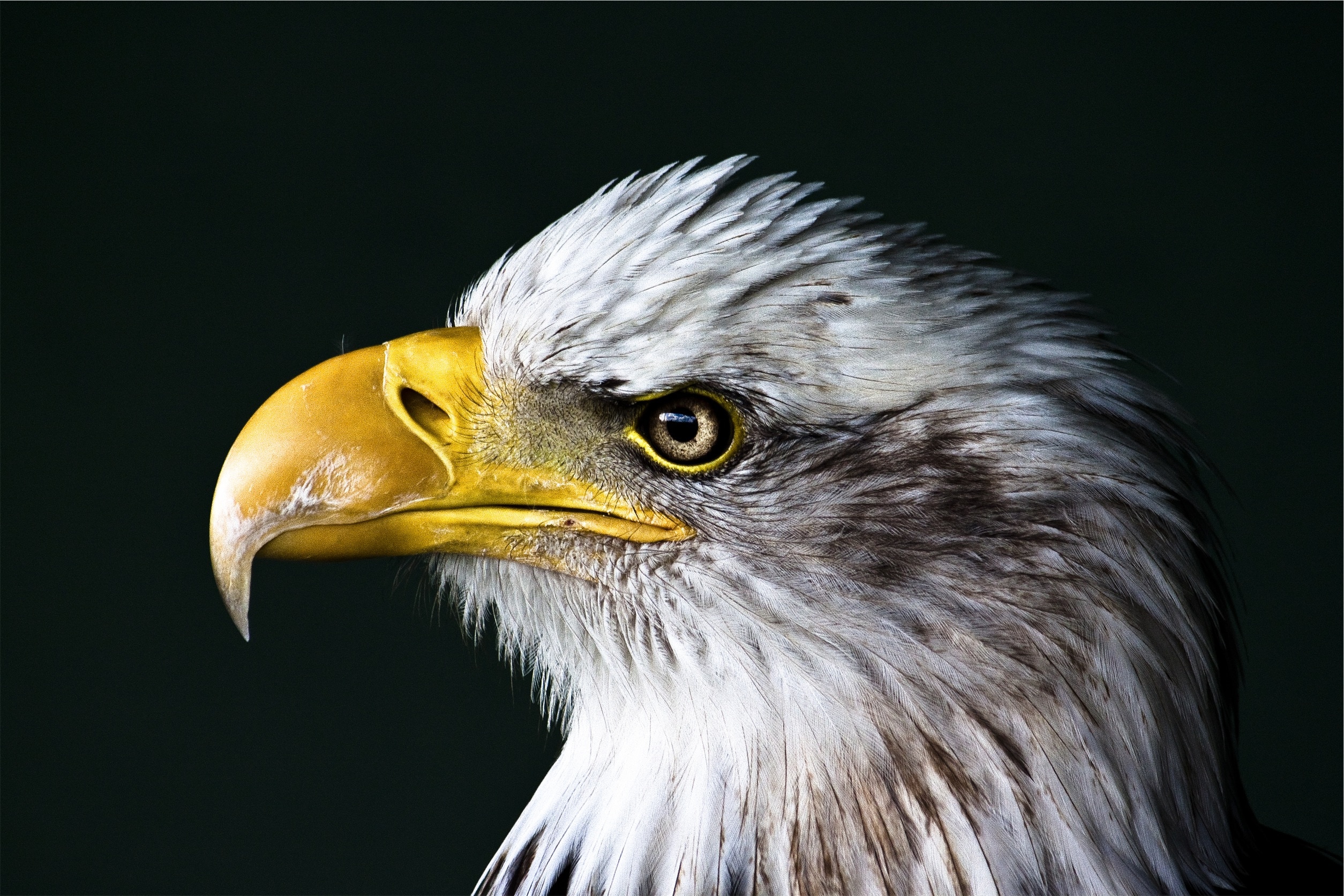 bird animal united states of america bald eagle