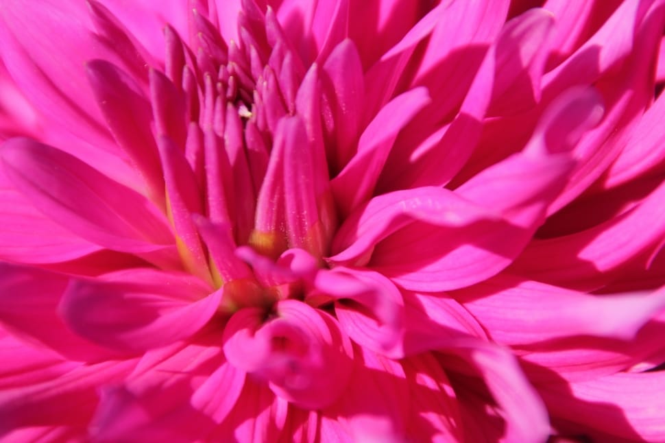 closeup photography of pink flower preview