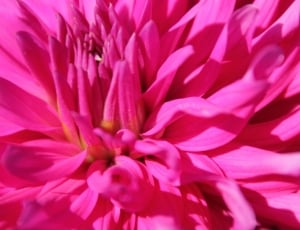 closeup photography of pink flower thumbnail