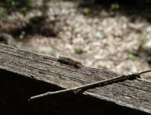 brown hairy caterpillar thumbnail
