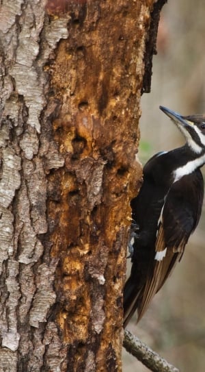 Bird, Wildlife, Pileated Woodpecker, one animal, animals in the wild thumbnail