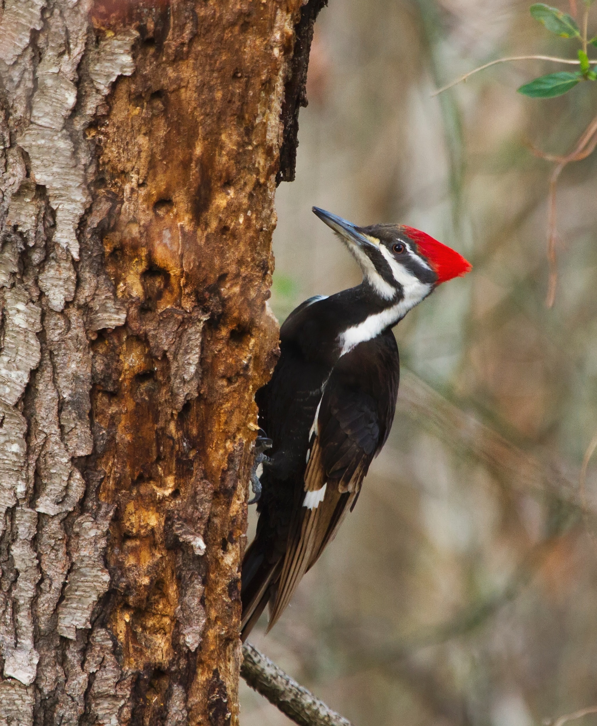 Bird, Wildlife, Pileated Woodpecker, one animal, animals in the wild