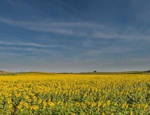 yellow and brown sunflower field thumbnail