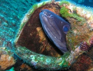 black fish inside green and brown shell thumbnail