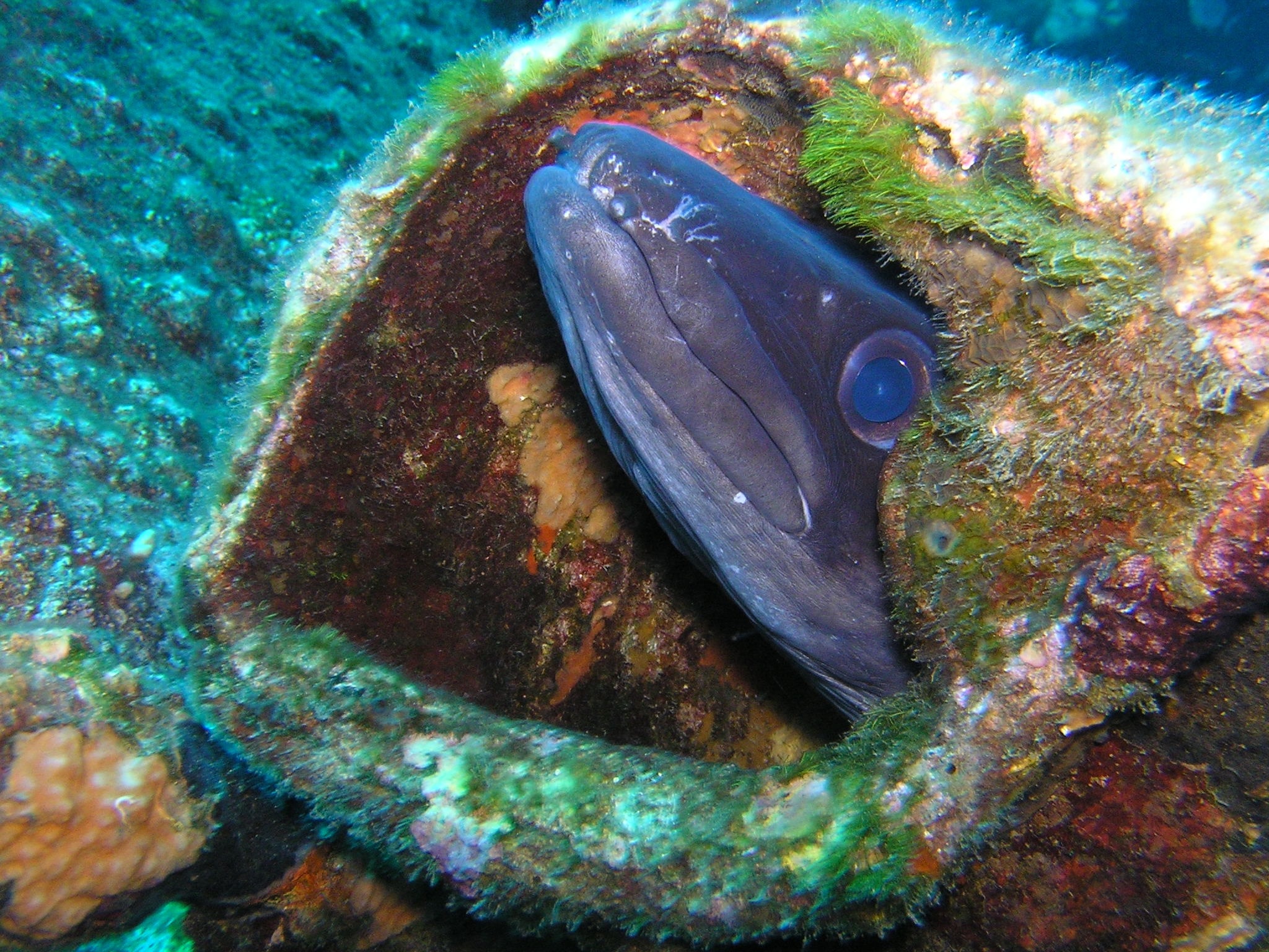 black fish inside green and brown shell