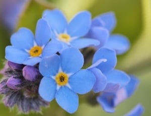 blue yellow and white petaled flowers thumbnail