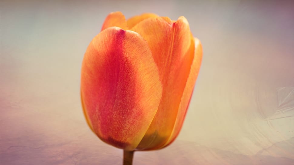 orange and red tulips preview