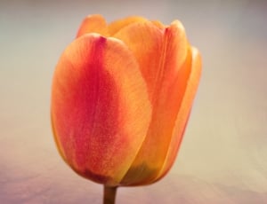 orange and red tulips thumbnail