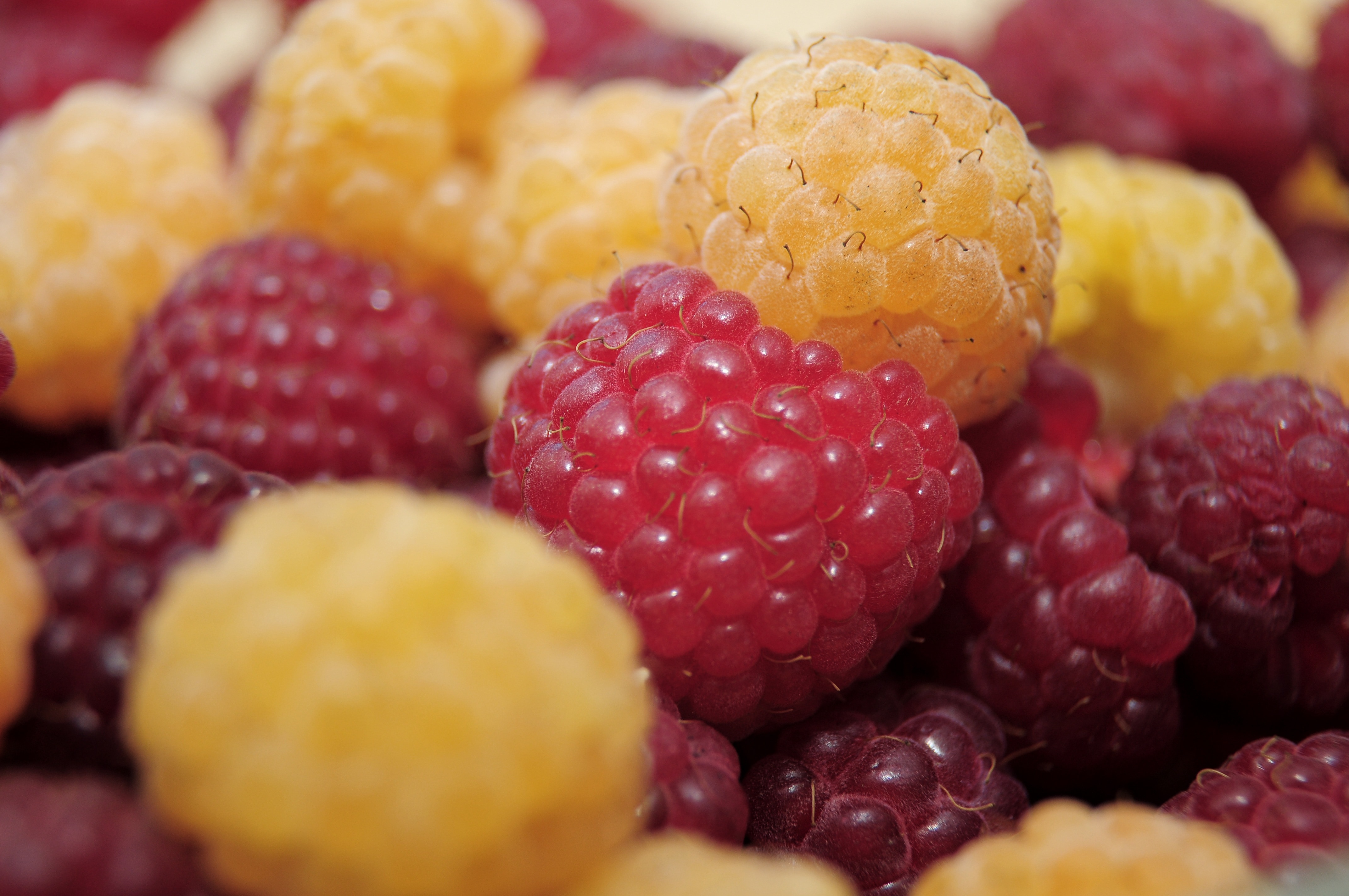 red and yellow raspberry