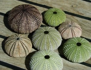 round green and brown ornaments on brown wooden board during daytime thumbnail