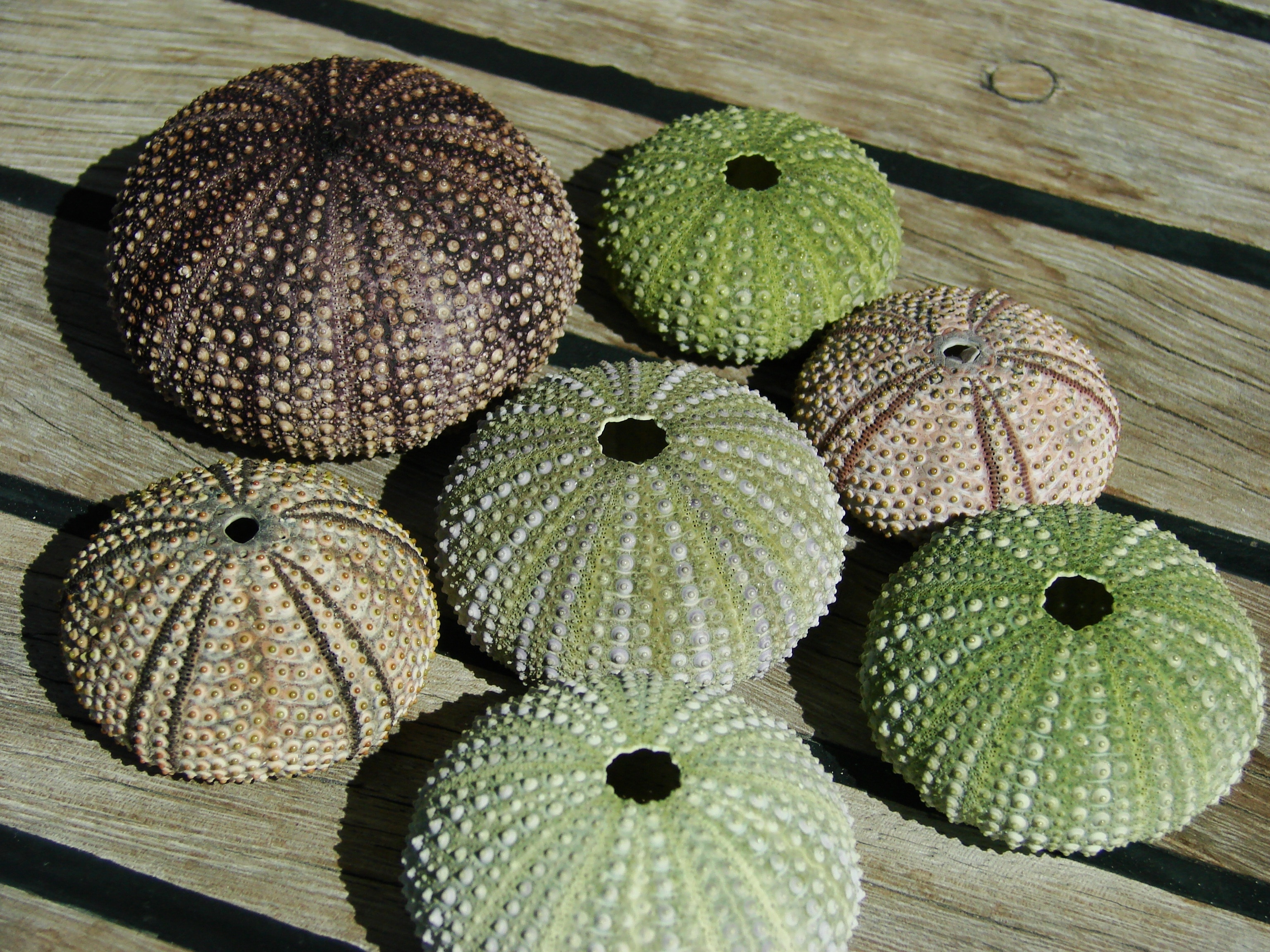 round green and brown ornaments on brown wooden board during daytime