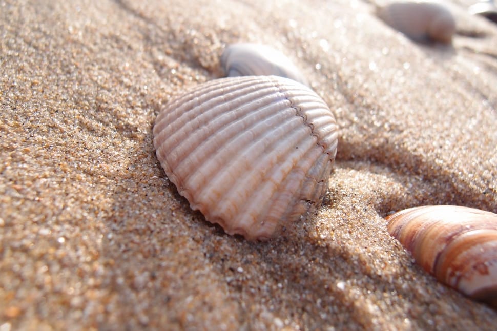 Summer, Vacation, Beach, Shell, Sand, animal shell, sand preview