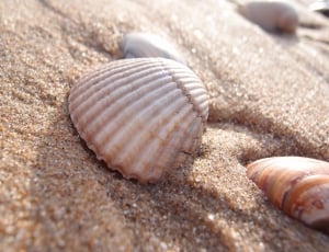 Summer, Vacation, Beach, Shell, Sand, animal shell, sand thumbnail