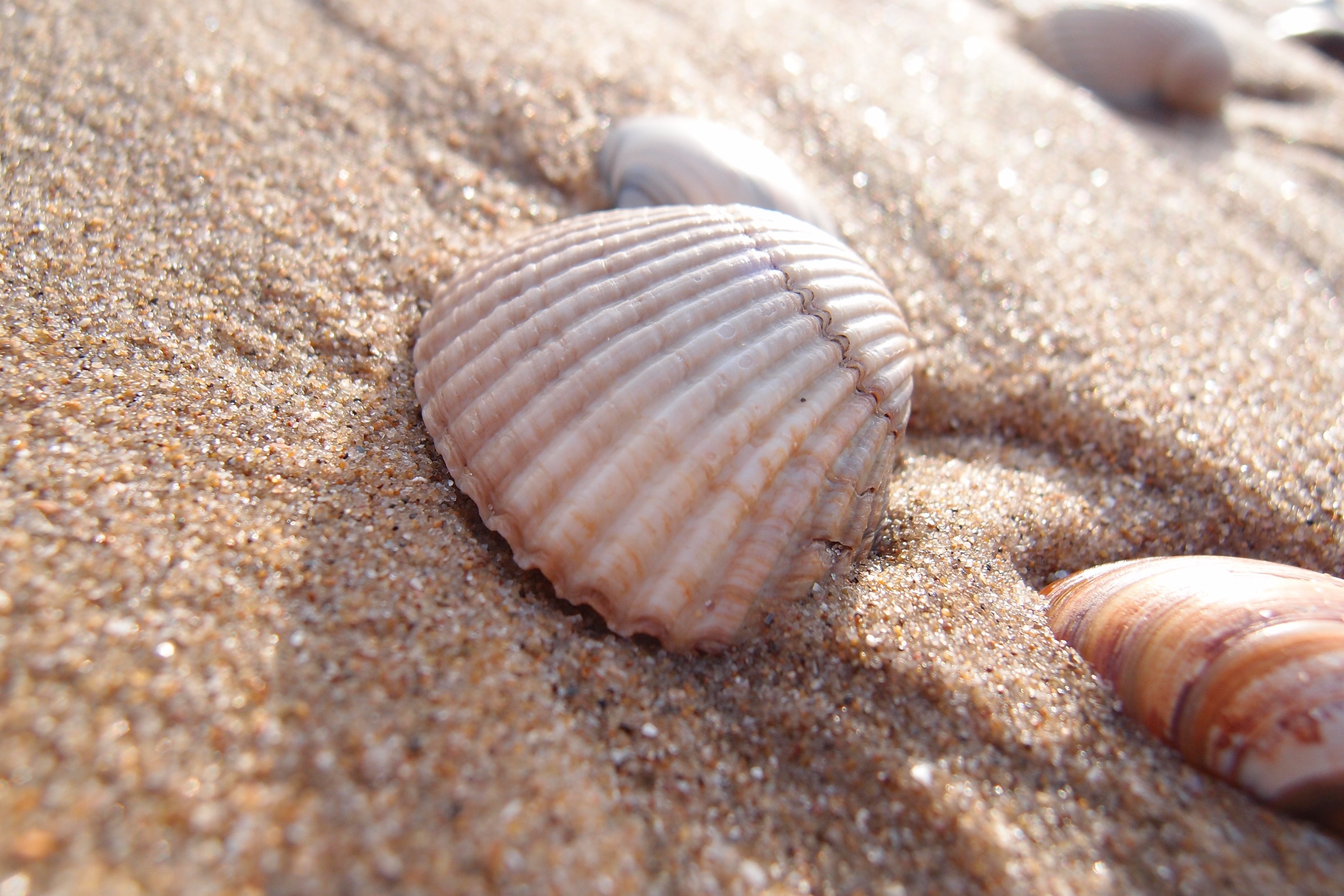 Summer, Vacation, Beach, Shell, Sand, animal shell, sand