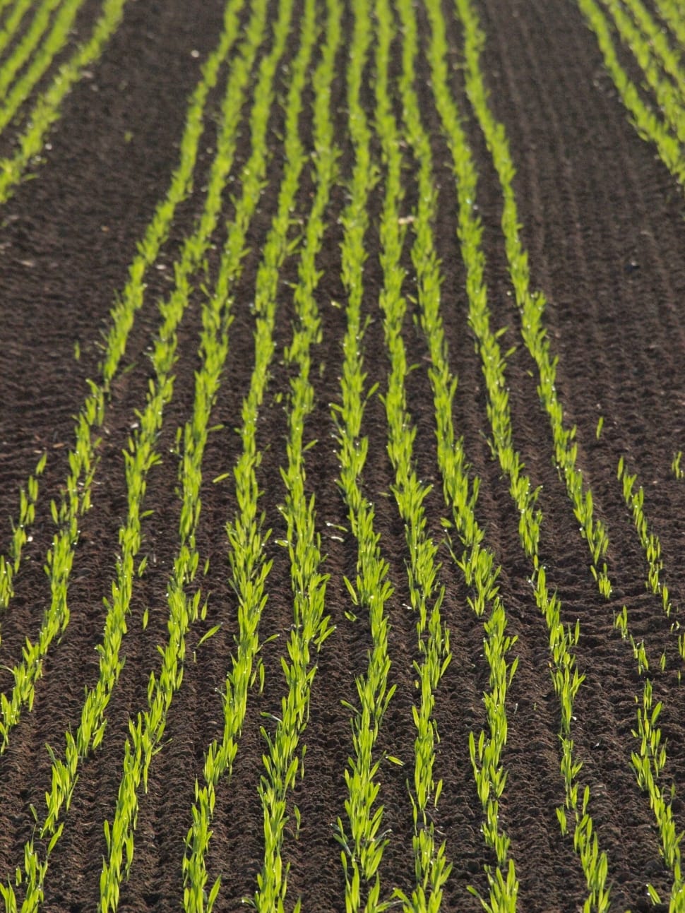 Cultivation, Arable, Field, Corn, backgrounds, green color preview