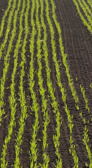 Cultivation, Arable, Field, Corn, backgrounds, green color thumbnail