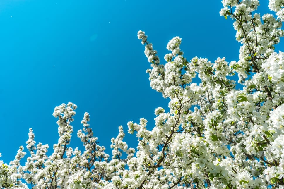 blue, sky, white, flower, nature, flower preview
