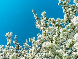 blue, sky, white, flower, nature, flower thumbnail