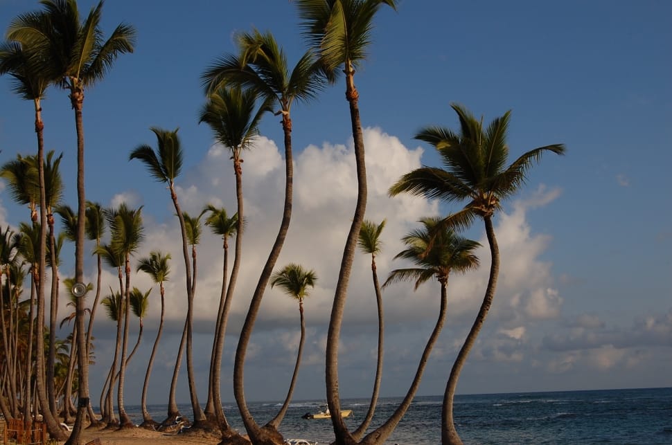 Hotel, Palms, Caribbean, Punta Cana, palm tree, tree preview