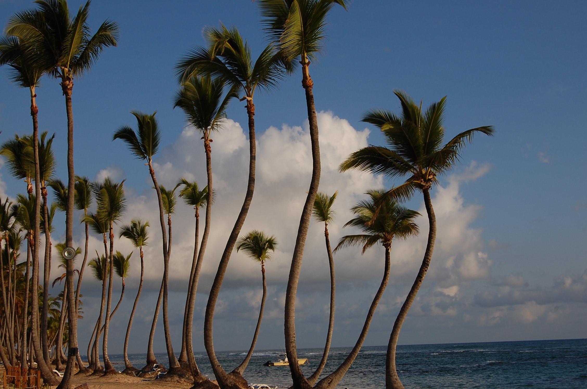 Hotel, Palms, Caribbean, Punta Cana, palm tree, tree