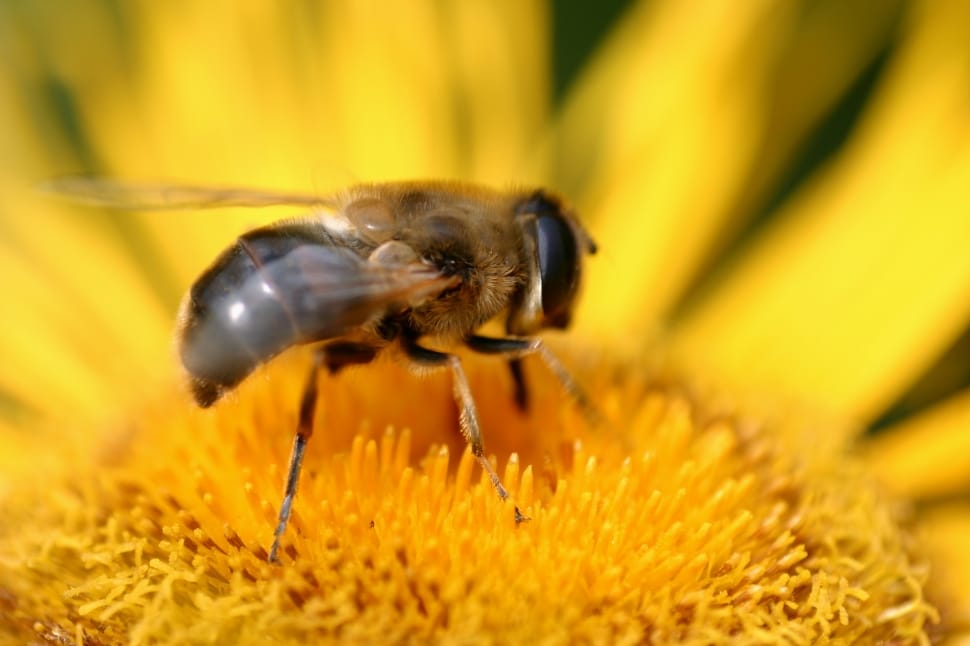 honey bee on yellow flower preview