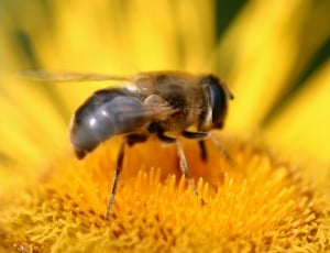 honey bee on yellow flower thumbnail