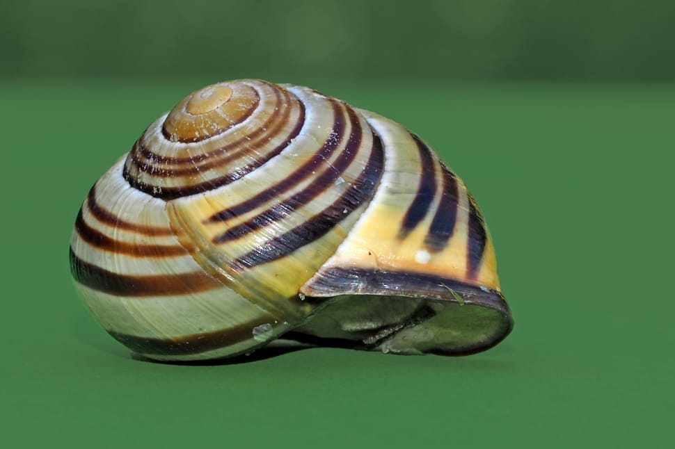 brown and white snail shell preview