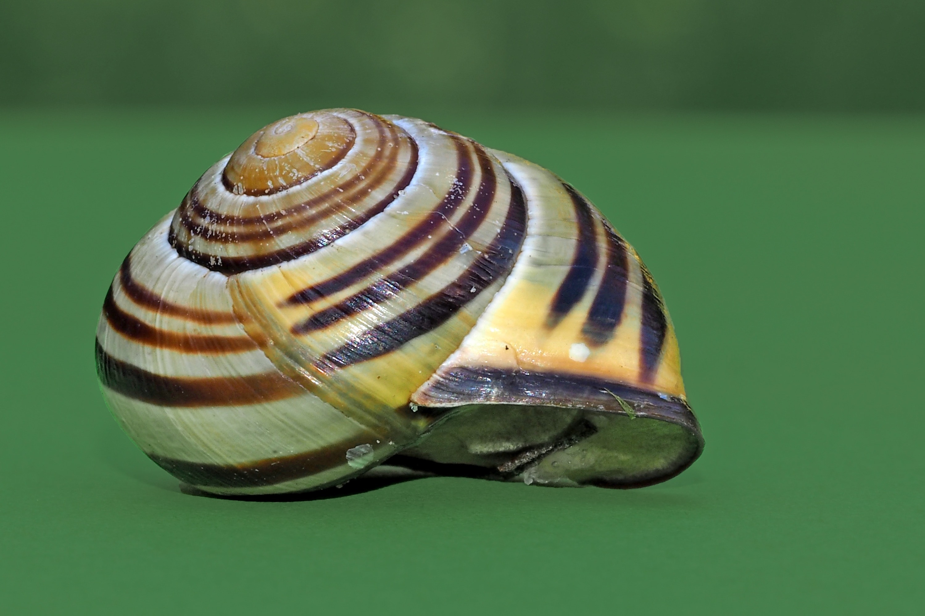 brown and white snail shell