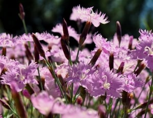 Phlox, Flower, Plant, Spring, Garden, flower, purple thumbnail