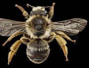 Macro, Wings, Bug, Bee, Insect, Close Up, one animal, black background thumbnail