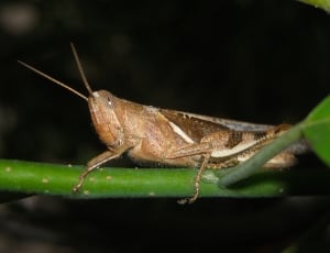 Insects, Rod, Brown, Grasshopper, one animal, animal wildlife thumbnail
