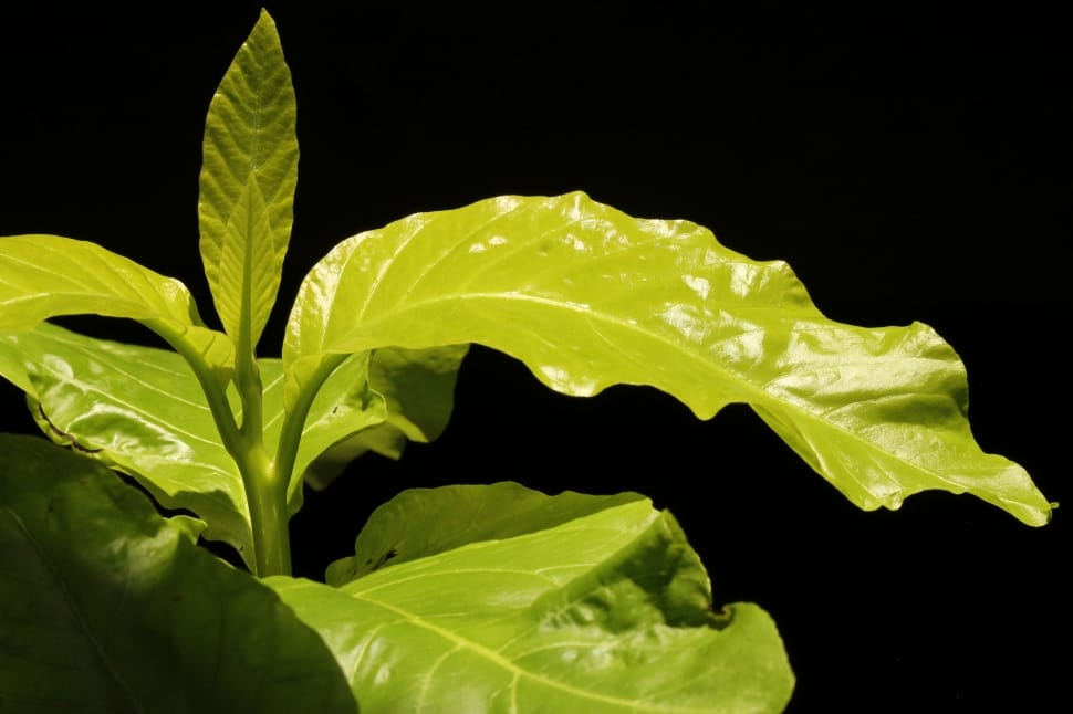 green leaf lance shape plant preview